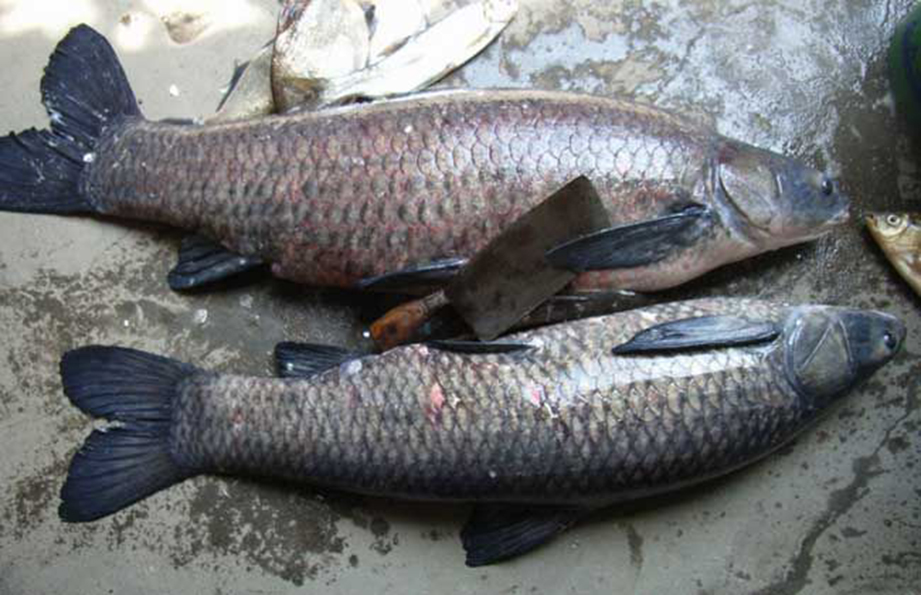 四大家鱼的养殖历史与水质改良剂的研发进展