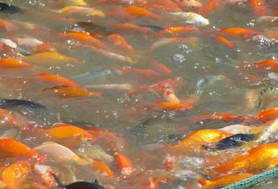 养殖观赏鱼的前景与产业发展及水质改良剂研发探讨