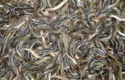 大鳞副泥鳅养殖技术详解