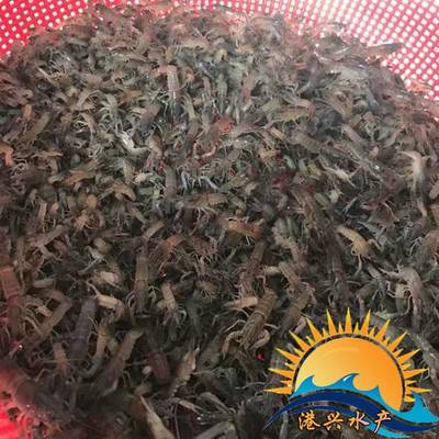 高密度澳洲龙虾苗与冷水鱼类综合养殖技术及土塘批发指南