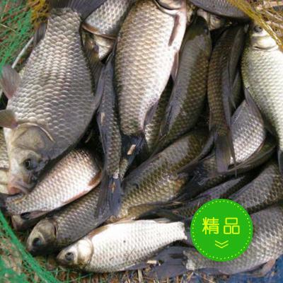 优质水产供应与水质改良剂研发——助力现代水产养殖发展