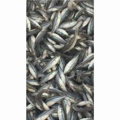 华杰加州鲈鱼 优质水产养殖与实用养殖技术解析