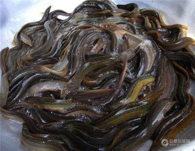 湖北“中农10号”泥鳅 以品质为核，以科技为翼，为市场注入鲜活力量