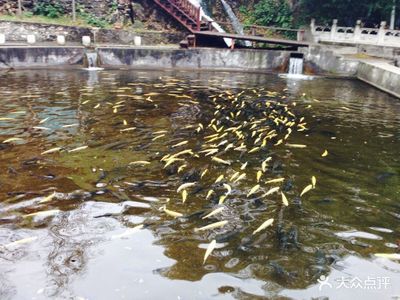 科技赋能，净水兴渔 顺通虹鳟鱼养殖中心水质改良剂的研发之路