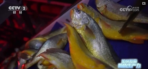 突破创新，蓝色“智慧粮仓”——新质生产力奏响鱼类养殖澎湃新“乐章”