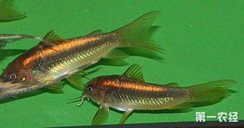 南美水族瑰宝 金光闪闪的金线鼠鱼及其水质改良剂研发