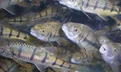 石斑鱼养殖环境核心要素与四大养殖模式解析，兼论水质改良剂研发的重要性