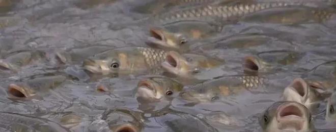 养鱼投饵量控制 以精准喂养节省成本、提升产量、增加效益