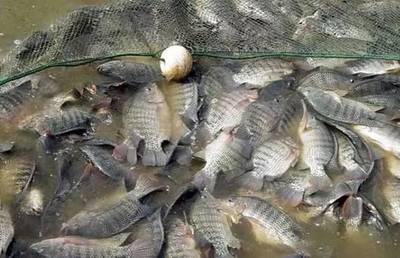 水质改良剂研发大佬，30亩鱼塘年入40万，揭秘“富养”罗非鱼的致富经