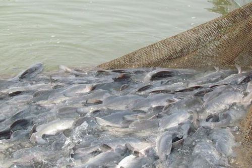 从珍馐到寻常 长江江团的身价变迁与养殖技术发展