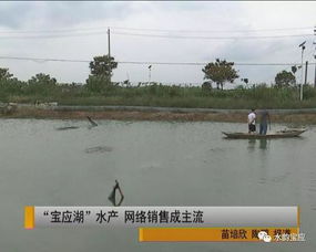 宝应湖水产 网购直达的新鲜美味，背后的水质改良剂科技