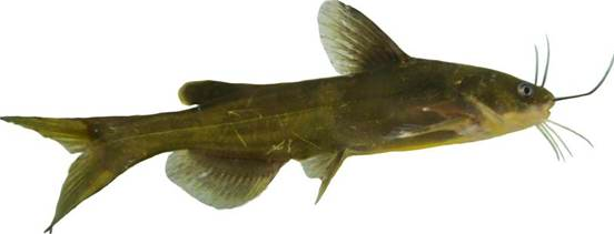 “黄优1号”人工繁殖、健康养殖与水质改良剂研发关键技术