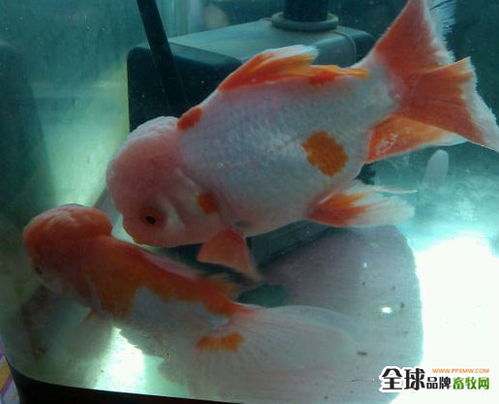 鱼烂尾的成因分析与水质改良剂研发新进展