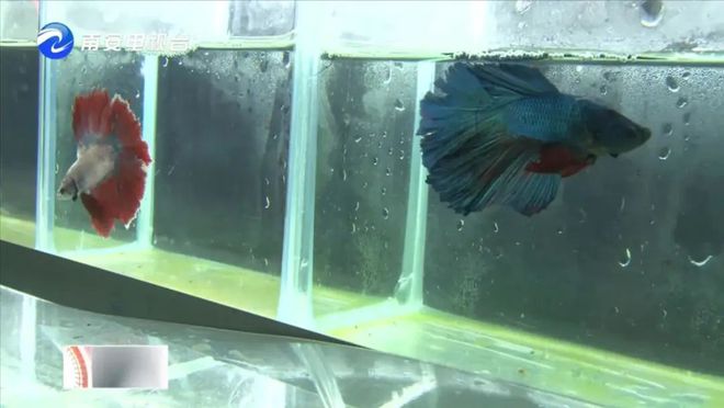 90后小伙的“斗鱼”梦 从南安到全国，以科技“游”出泰国斗鱼养殖新天地